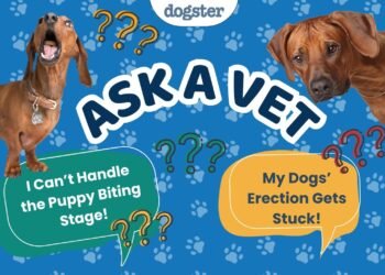 Ask Dr. Paola- Help! My Dogs Erection Gets Stuck! (April 6, 2026)