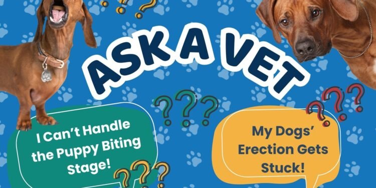 Ask Dr. Paola- Help! My Dogs Erection Gets Stuck! (April 6, 2026)