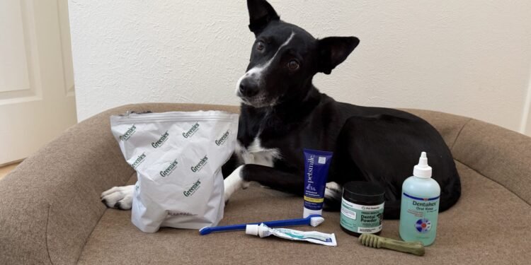 The Best Dog Teeth Cleaning Products