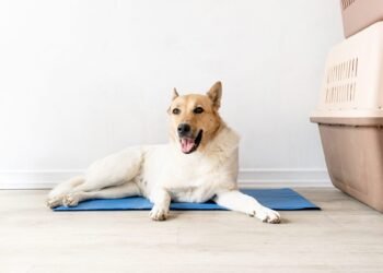 Picking the Best Cooling Bed for Your Dog