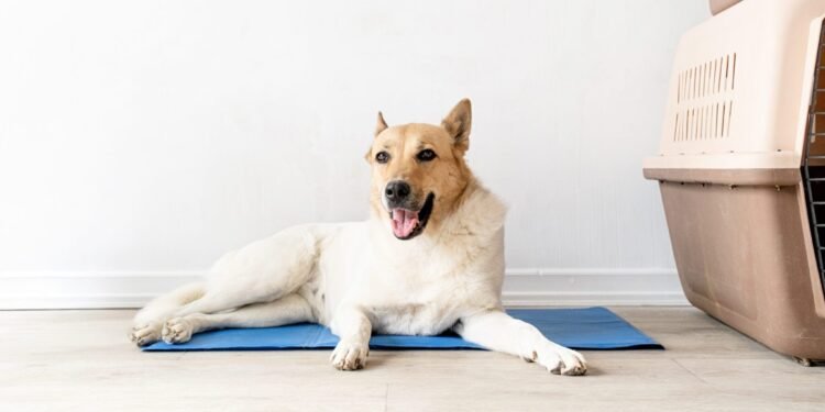 Picking the Best Cooling Bed for Your Dog