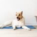 Picking the Best Cooling Bed for Your Dog
