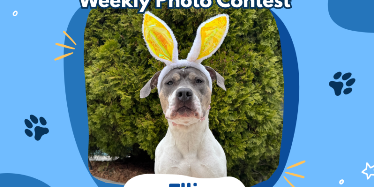 Dogster’s Weekly Photo Contest Winners: Best Easter Photo (April 9, 2026)
