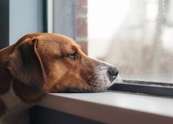 Behind Most “Bad” Dog Behavior Is a Pretty Simple Problem (and Solution)