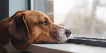 Behind Most “Bad” Dog Behavior Is a Pretty Simple Problem (and Solution)