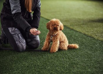 The Right Way to Train a Skittish Dog, Approved by Vets