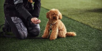 The Right Way to Train a Skittish Dog, Approved by Vets