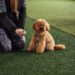 The Right Way to Train a Skittish Dog, Approved by Vets