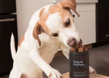 Fresh Dog Food vs. Processed: What’s the Best Choice (and Is There a Secret Third Option)?