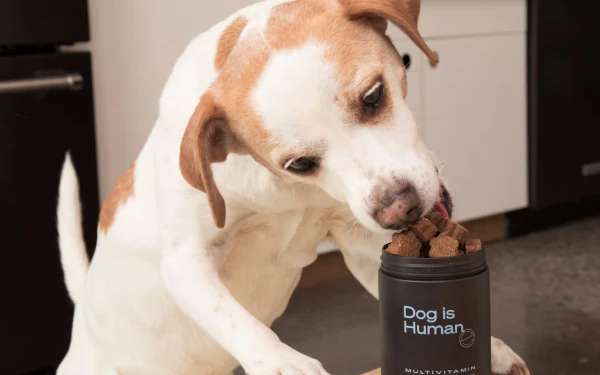 Fresh Dog Food vs. Processed: What’s the Best Choice (and Is There a Secret Third Option)?
