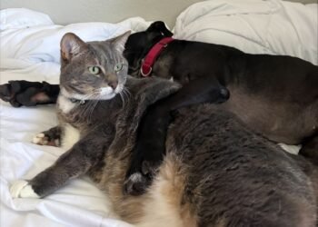 From Fighting Ring to Cuddle Monster: Eli and the Importance of Fostering