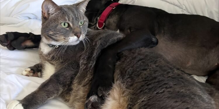 From Fighting Ring to Cuddle Monster: Eli and the Importance of Fostering