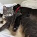 From Fighting Ring to Cuddle Monster: Eli and the Importance of Fostering