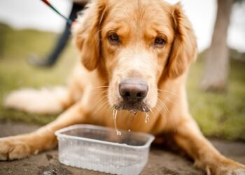 Laryngeal Paralysis in Dogs: Symptoms, Treatment, and What To Do