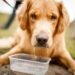 Laryngeal Paralysis in Dogs: Symptoms, Treatment, and What To Do