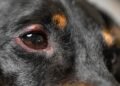 Home Care for Dog Stye