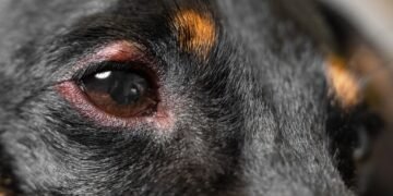 Home Care for Dog Stye