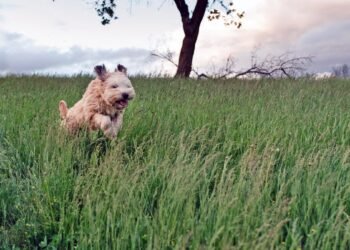 Chiggers on Dogs