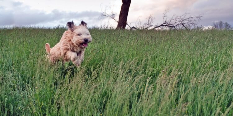 Chiggers on Dogs