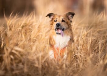 Dog Food that Contains Grain: Still a Good Choice