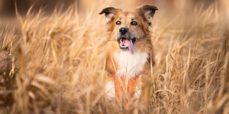 Dog Food that Contains Grain: Still a Good Choice