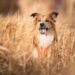Dog Food that Contains Grain: Still a Good Choice