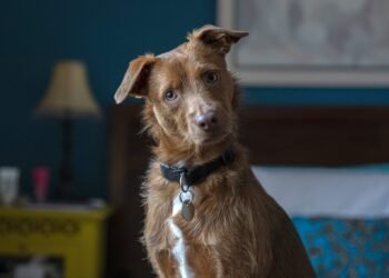 How To Get Rid of Dog Smells in the House