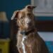 How To Get Rid of Dog Smells in the House