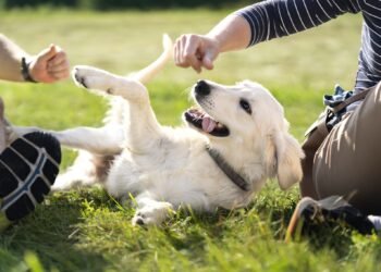 How To Make Your Dog Feel Safe