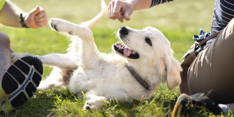 How To Make Your Dog Feel Safe