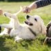 How To Make Your Dog Feel Safe