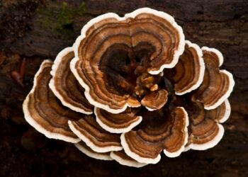 Turkey Tail Mushrooms for Dogs