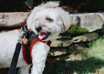 Choosing the Best Step-in Harness for Your Dog