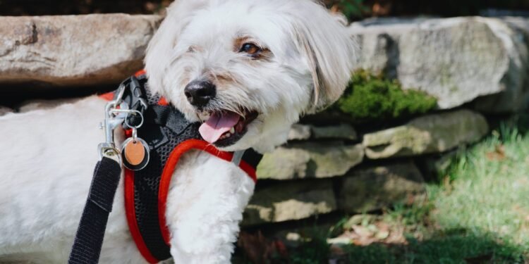 Choosing the Best Step-in Harness for Your Dog