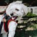 Choosing the Best Step-in Harness for Your Dog