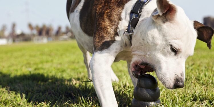 Best Dog Toys for Heavy Chewers