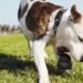 Best Dog Toys for Heavy Chewers