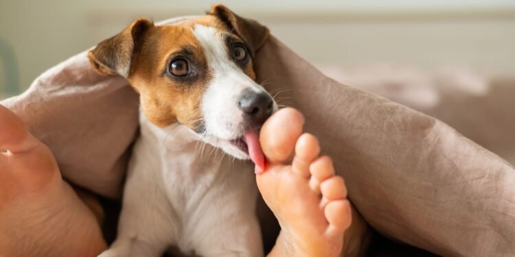 Why Do Dogs Lick Your Feet? Understanding This Quirky Canine Behavior