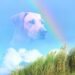 When Seizures Win in Dogs