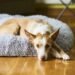 Helping a Rescue Dog Adjust to a New Home