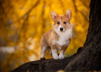 Dogs With Dwarfism