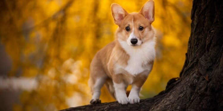 Dogs With Dwarfism