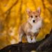 Dogs With Dwarfism