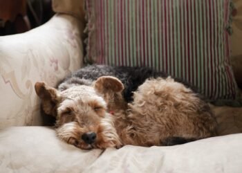 The Dream Life of Dogs