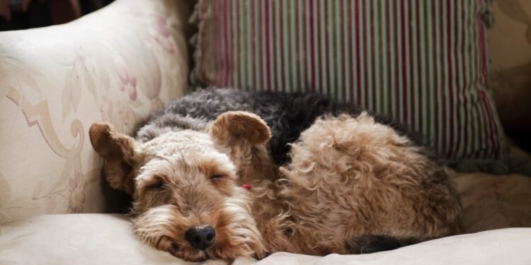 The Dream Life of Dogs