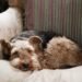 The Dream Life of Dogs