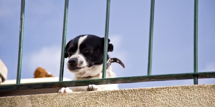 Good Luck or Bad Luck? The 13th Floor Rescue of a Dog Trapped on a Balcony for Two Days