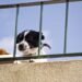 Good Luck or Bad Luck? The 13th Floor Rescue of a Dog Trapped on a Balcony for Two Days