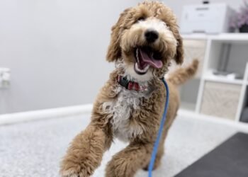 How Structured Puppy Training Sets the Foundation for a Well-Behaved Dog