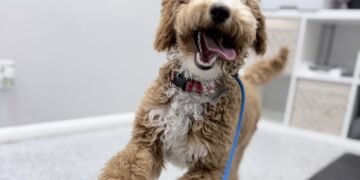 How Structured Puppy Training Sets the Foundation for a Well-Behaved Dog